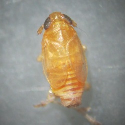 Xanthodelphax stramineus